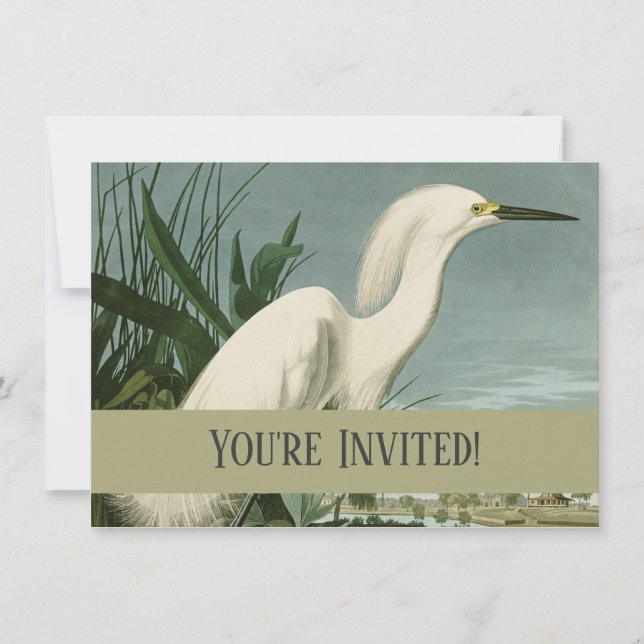 Audubon Snowy Heron White Egret Bird Vogelbeobacht Einladung (Vorderseite)