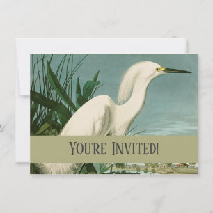 Audubon Snowy Heron White Egret Bird Vogelbeobacht Einladung