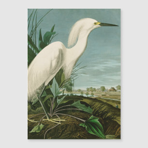 Audubon Snowy Heron White Egret Bird Vogelbeobacht Magnetkarte