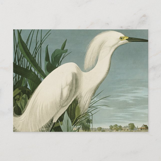 Audubon Snowy Heron White Egret Bird Vogelbeobacht Postkarte (Vorderseite)