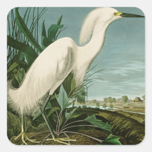 Audubon Snowy Heron White Egret Bird Vogelbeobacht Quadratischer Aufkleber