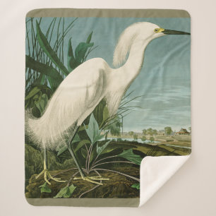 Audubon Snowy Heron White Egret Bird Vogelbeobacht Sherpadecke