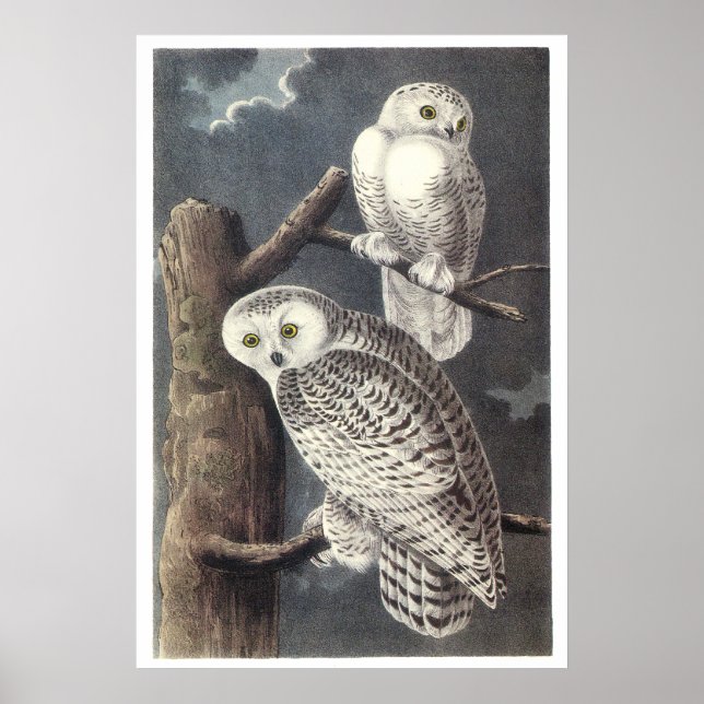 Audubon Snowy Owls Poster oder Print (Vorne)