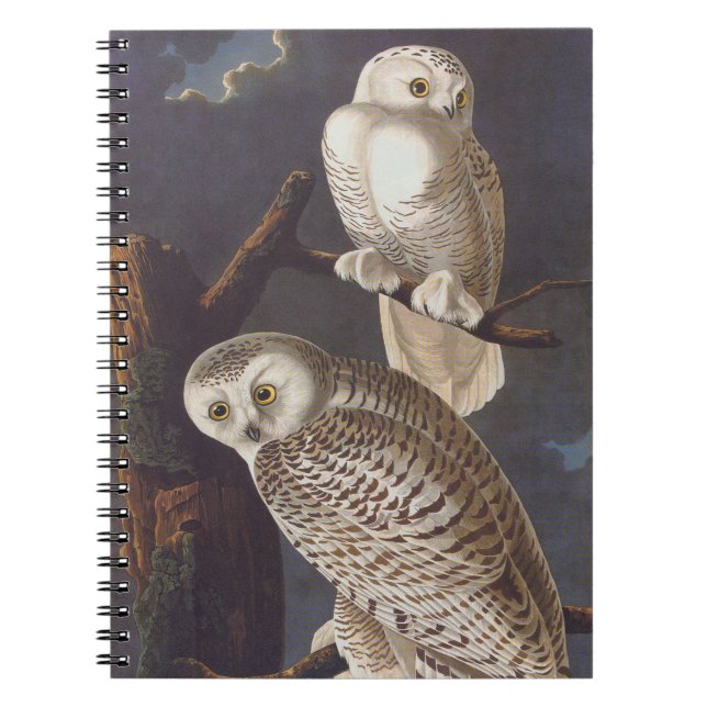 Audubon Snowy White Owls auf einer dunklen wolkige Notizblock (Vorderseite)