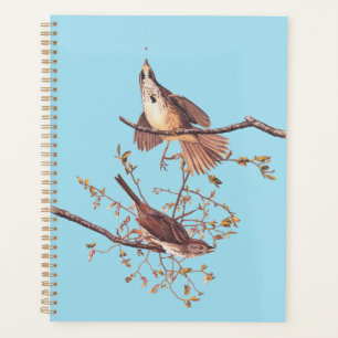 Audubon Song Sparrow mit Tiny Spider Planer