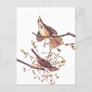 Audubon Song Sparrow mit Tiny Spider Postkarte