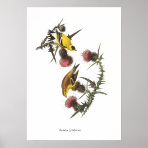 Audubon Stieglitz Poster