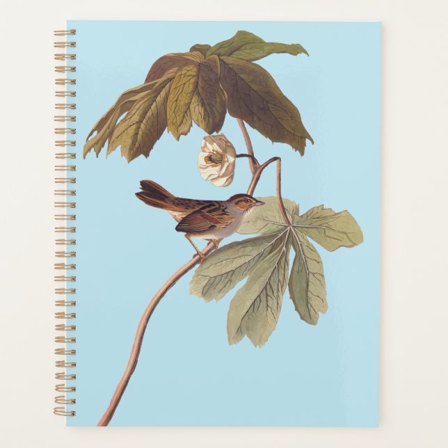 Audubon Swamp Sparrow Bird on Wild Mandrake Planer (Vorderseite)