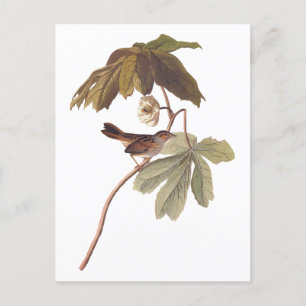 Audubon Swamp Sparrow Bird on Wild Mandrake Postkarte