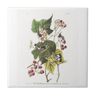 Audubon Tafel 123 Schwarz-gelbe Grasmücken Fliese