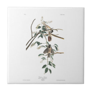 Audubon Tafel 160 Schwarzkopfmeise Fliese