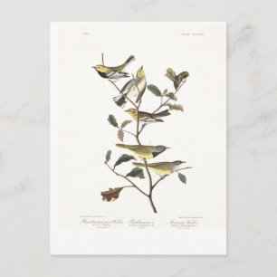 Audubon Tafel 399 Grünstirnammer Postkarte