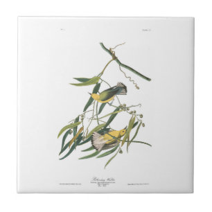Audubon Tafel 3 Prothonotary-Waldsänger Fliese