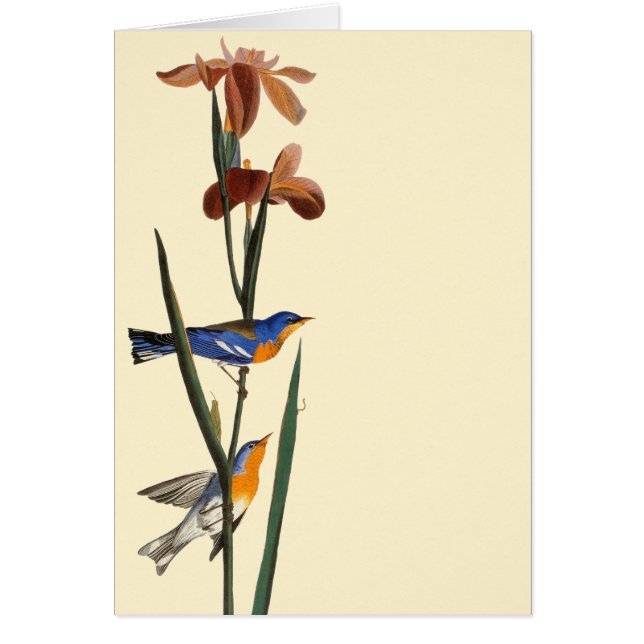 Audubon: Trällerer (Vorne)