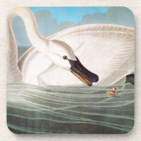 Audubon: Trompeters-Schwan