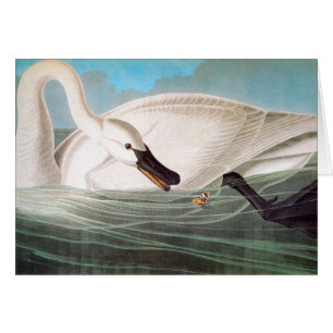 Audubon: Trumpeter Swan