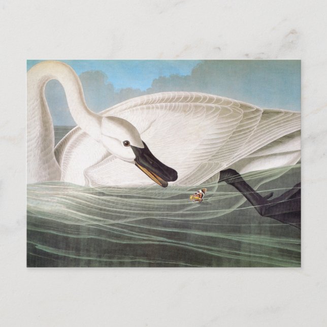 Audubon: Trumpeter Swan Postkarte (Vorderseite)