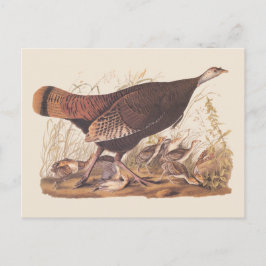 Audubon Turkey Hen und Chicks im Herbst Postkarte