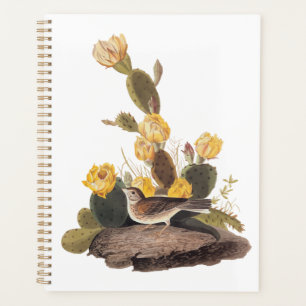 Audubon Vesper Sparrow und Prickly Pear Cactus Planer