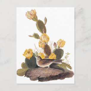 Audubon Vesper Sparrow und Prickly Pear Cactus Postkarte