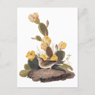 Audubon Vesper Sparrow und Prickly Pear Cactus Postkarte