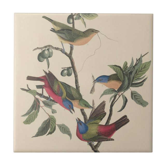 Audubon Vibrant Painted Bunting Wildlife Painting Fliese (Vorderseite)
