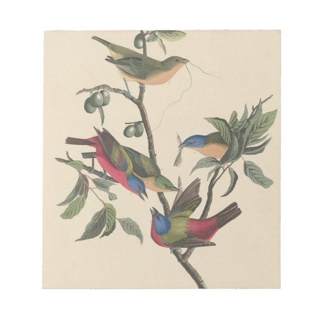 Audubon Vibrant Painted Bunting Wildlife Painting Notizblock (Vorderseite)