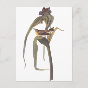 Audubon Vigor's Vireo Postkarte