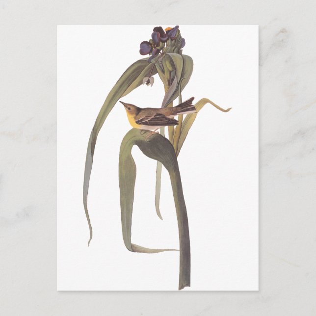 Audubon Vigor's Vireo Postkarte (Vorderseite)