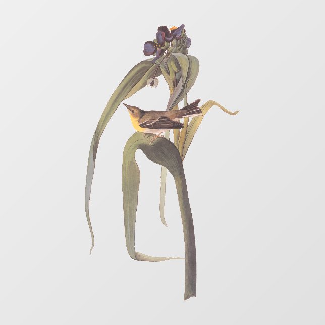 Audubon Vigor's Vireo Songbird Fensteraufkleber (Blatt)