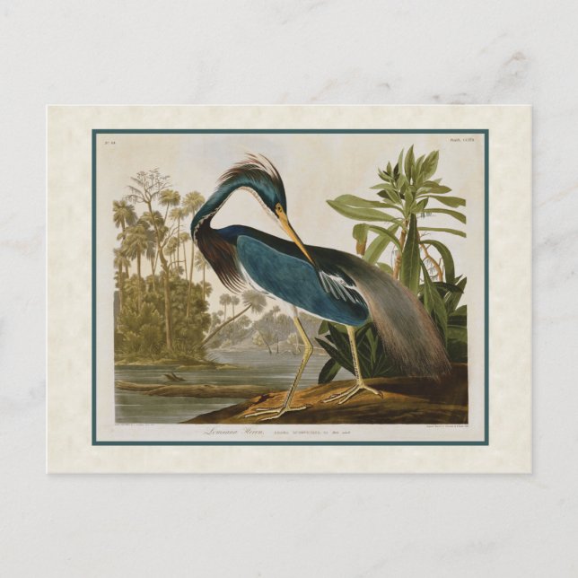 Audubon Vintag Louisiana Blue Heron Postkarte (Vorderseite)