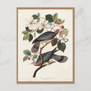 Audubon, Vögel Amerikas, Taube, Natur, Vintage Postkarte