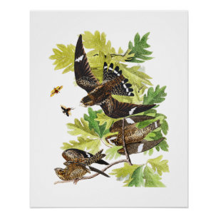 Audubon-Vögel - Nachtfalken Glänzendes Poster