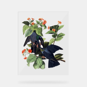 Audubon-Vögel - Weiß gekrönte Tauben Acrylschild