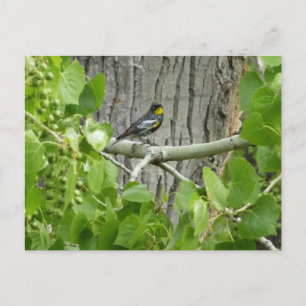 Audubon-Waldsänger Naturfotografie Postkarte