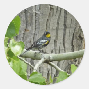 Audubon-Waldsänger Naturfotografie Runder Aufkleber