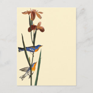 Audubon: Warbler Postkarte