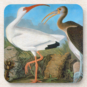Audubon: Weißes IBIS Untersetzer