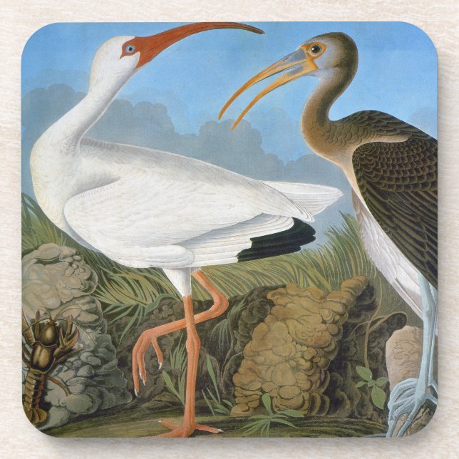Audubon: Weißes IBIS Untersetzer (Vorderseite)