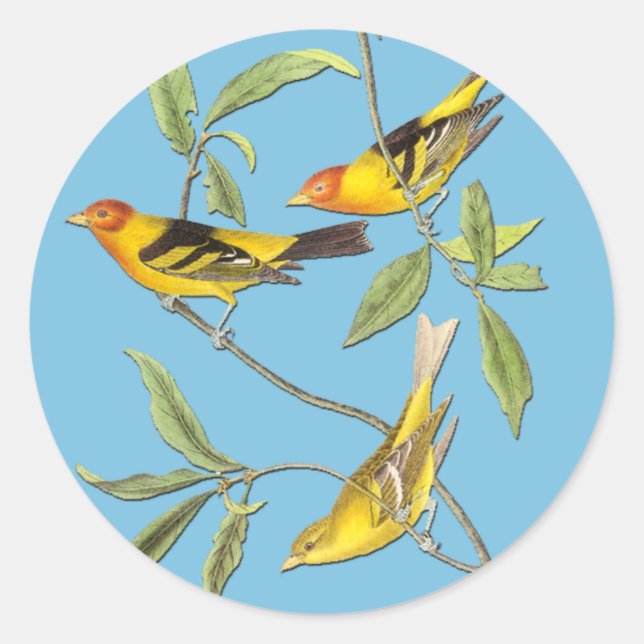 Audubon Western Tanager Bird Art Stickers (Vorderseite)