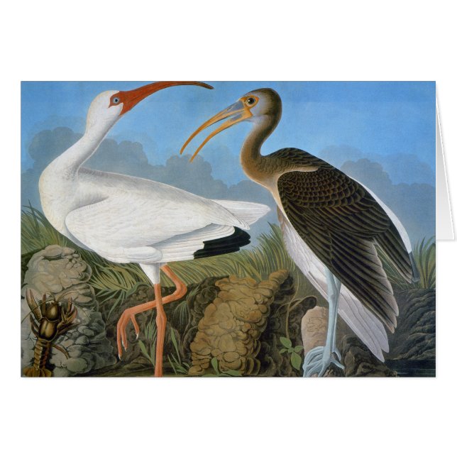 Audubon: White Ibis (Vorderseite (Horizontal))