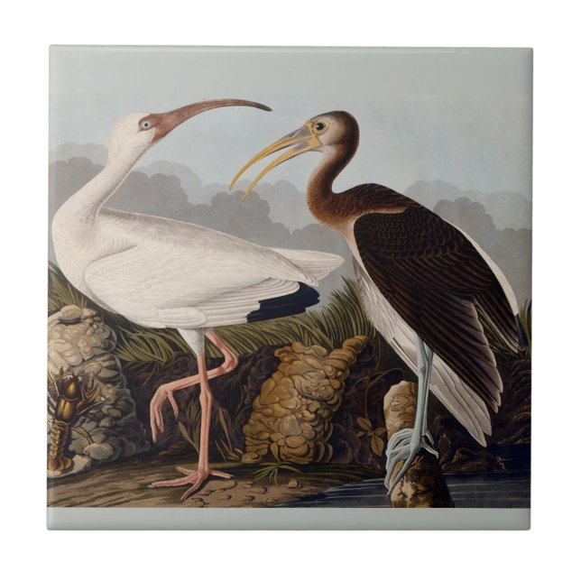 Audubon White Ibis Bird Wildlife Fliese (Vorderseite)