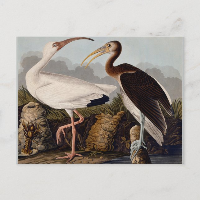 Audubon White Ibis Bird Wildlife Postkarte (Vorderseite)
