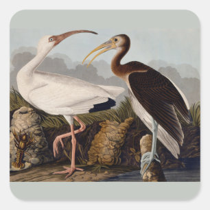 Audubon White Ibis Bird Wildlife Quadratischer Aufkleber