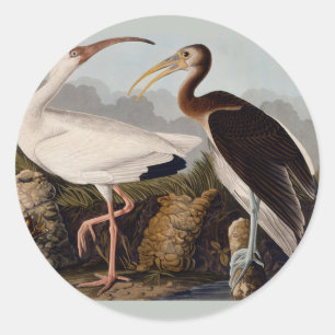 Audubon White Ibis Bird Wildlife Runder Aufkleber