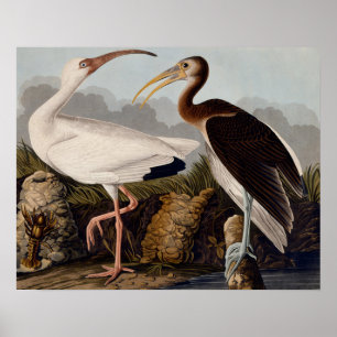 Audubon White Ibis Poster