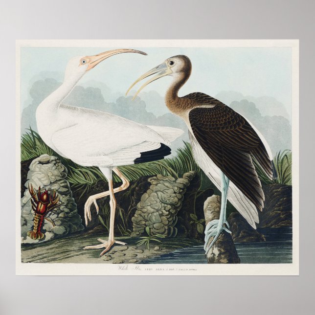 Audubon White lbis Bird Wildlife Painting Poster (Vorne)