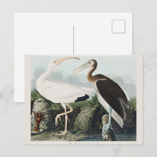 Audubon White lbis Bird Wildlife Painting Postkarte