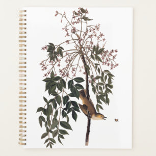 Audubon White Mit Augen Vireo Song Bird Kunst Planer