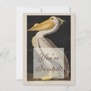 Audubon White Pelican Bird America Einladung